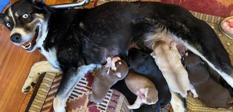 shepard mix dog nursing her puppies