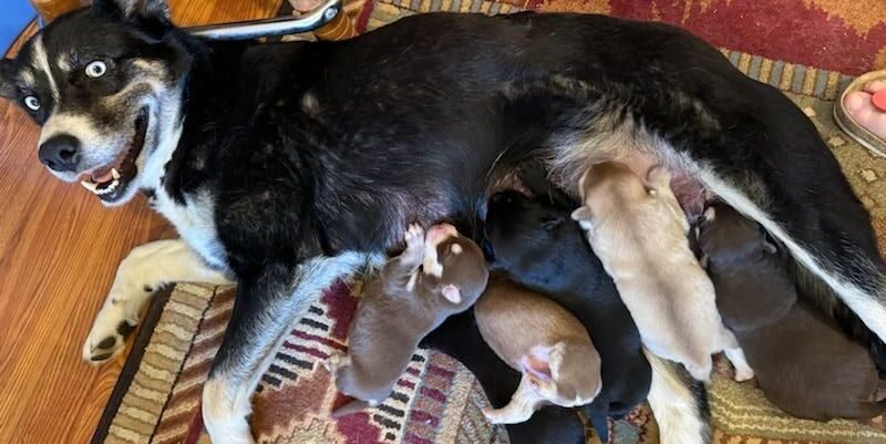 dog with nursing puppies