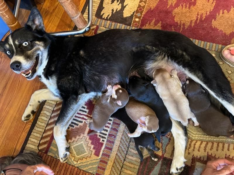 dog with nursing puppies